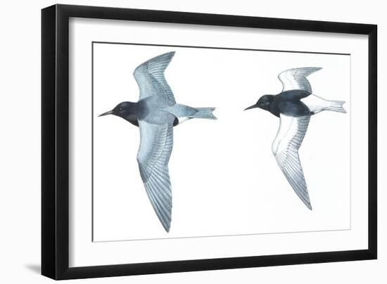 Birds: Charadriiformes: Black Tern-null-Framed Giclee Print