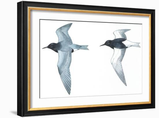 Birds: Charadriiformes: Black Tern-null-Framed Giclee Print