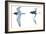 Birds: Charadriiformes: Black Tern-null-Framed Giclee Print