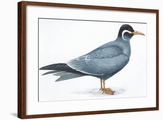 Birds: Charadriiformes, Inca Tern (Larosterna Inca)-null-Framed Giclee Print