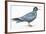 Birds: Charadriiformes, Inca Tern (Larosterna Inca)-null-Framed Giclee Print