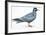 Birds: Charadriiformes, Inca Tern (Larosterna Inca)-null-Framed Giclee Print