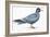 Birds: Charadriiformes, Inca Tern (Larosterna Inca)-null-Framed Giclee Print