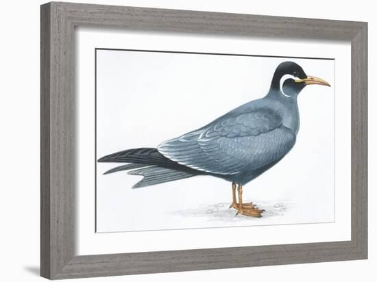 Birds: Charadriiformes, Inca Tern (Larosterna Inca)-null-Framed Giclee Print