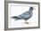 Birds: Charadriiformes, Inca Tern (Larosterna Inca)-null-Framed Giclee Print