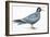 Birds: Charadriiformes, Inca Tern (Larosterna Inca)-null-Framed Giclee Print