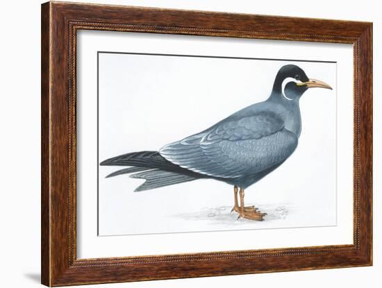 Birds: Charadriiformes, Inca Tern (Larosterna Inca)-null-Framed Giclee Print