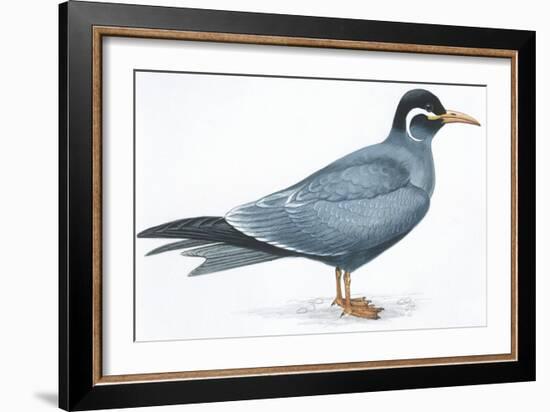 Birds: Charadriiformes, Inca Tern (Larosterna Inca)-null-Framed Giclee Print