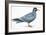 Birds: Charadriiformes, Inca Tern (Larosterna Inca)-null-Framed Giclee Print