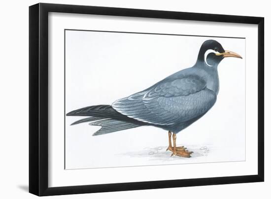 Birds: Charadriiformes, Inca Tern (Larosterna Inca)-null-Framed Giclee Print