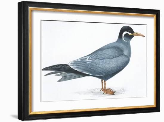 Birds: Charadriiformes, Inca Tern (Larosterna Inca)-null-Framed Giclee Print