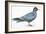 Birds: Charadriiformes, Inca Tern (Larosterna Inca)-null-Framed Giclee Print