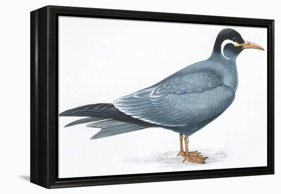 Birds: Charadriiformes, Inca Tern (Larosterna Inca)-null-Framed Premier Image Canvas