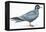 Birds: Charadriiformes, Inca Tern (Larosterna Inca)-null-Framed Premier Image Canvas