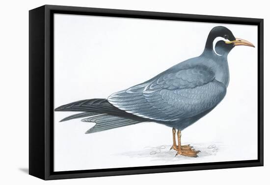 Birds: Charadriiformes, Inca Tern (Larosterna Inca)-null-Framed Premier Image Canvas