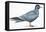 Birds: Charadriiformes, Inca Tern (Larosterna Inca)-null-Framed Premier Image Canvas