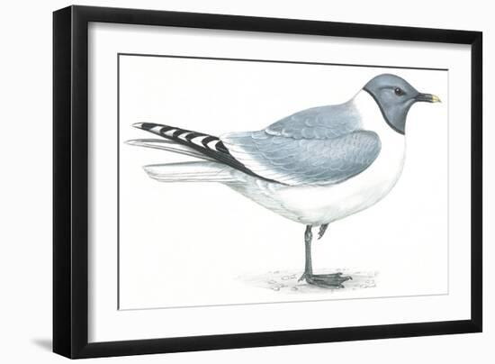 Birds: Charadriiformes, Sabine's Gull (Xema Sabini)-null-Framed Giclee Print