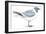 Birds: Charadriiformes, Sabine's Gull (Xema Sabini)-null-Framed Giclee Print