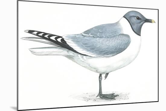 Birds: Charadriiformes, Sabine's Gull (Xema Sabini)-null-Mounted Giclee Print