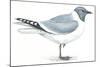 Birds: Charadriiformes, Sabine's Gull (Xema Sabini)-null-Mounted Giclee Print