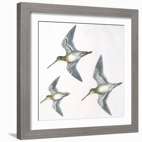 Birds: Charadriiformes-null-Framed Giclee Print