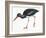 Birds: Ciconiiformes, Black Stork (Ciconia Nigra)-null-Framed Giclee Print