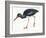 Birds: Ciconiiformes, Black Stork (Ciconia Nigra)-null-Framed Giclee Print