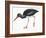 Birds: Ciconiiformes, Black Stork (Ciconia Nigra)-null-Framed Giclee Print