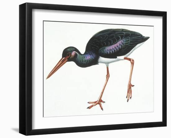 Birds: Ciconiiformes, Black Stork (Ciconia Nigra)-null-Framed Giclee Print