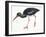 Birds: Ciconiiformes, Black Stork (Ciconia Nigra)-null-Framed Giclee Print