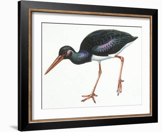 Birds: Ciconiiformes, Black Stork (Ciconia Nigra)-null-Framed Giclee Print