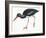 Birds: Ciconiiformes, Black Stork (Ciconia Nigra)-null-Framed Giclee Print