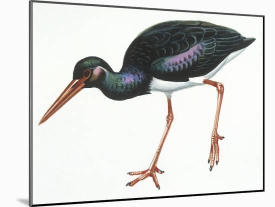 Birds: Ciconiiformes, Black Stork (Ciconia Nigra)-null-Mounted Giclee Print