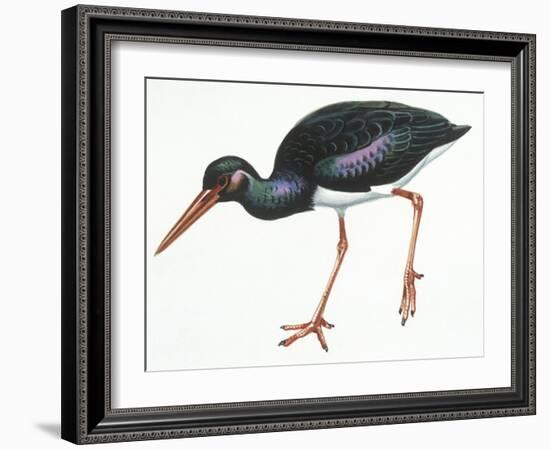 Birds: Ciconiiformes, Black Stork (Ciconia Nigra)-null-Framed Giclee Print