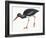 Birds: Ciconiiformes, Black Stork (Ciconia Nigra)-null-Framed Giclee Print