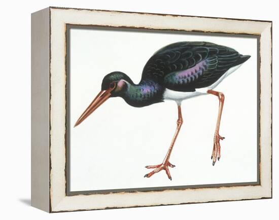 Birds: Ciconiiformes, Black Stork (Ciconia Nigra)-null-Framed Premier Image Canvas