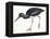 Birds: Ciconiiformes, Black Stork (Ciconia Nigra)-null-Framed Premier Image Canvas