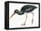 Birds: Ciconiiformes, Black Stork (Ciconia Nigra)-null-Framed Premier Image Canvas