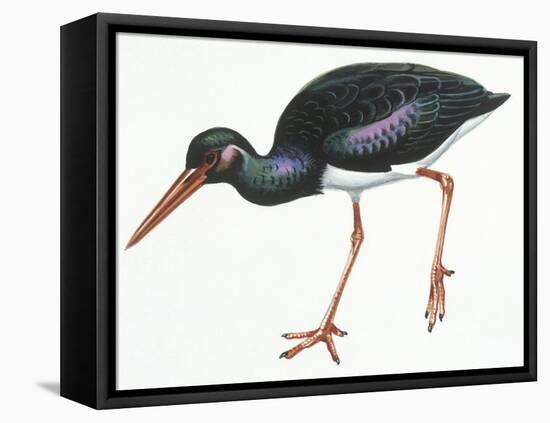 Birds: Ciconiiformes, Black Stork (Ciconia Nigra)-null-Framed Premier Image Canvas