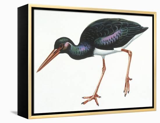 Birds: Ciconiiformes, Black Stork (Ciconia Nigra)-null-Framed Premier Image Canvas