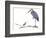 Birds: Ciconiiformes, Goliath Heron (Ardea Goliath)-null-Framed Giclee Print