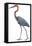 Birds: Ciconiiformes, Goliath Heron (Ardea Goliath)-null-Framed Premier Image Canvas