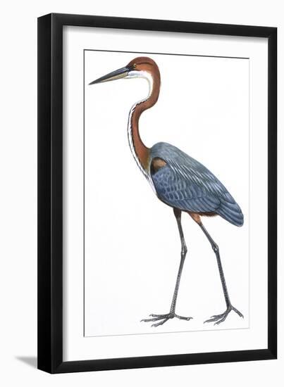 Birds: Ciconiiformes, Goliath Heron (Ardea Goliath)-null-Framed Giclee Print