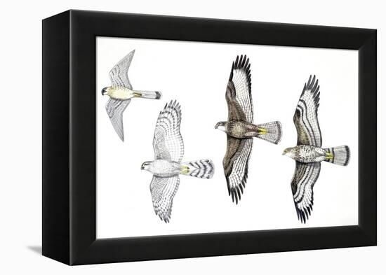 Birds: Common Kestrel (Falconiformes-null-Framed Premier Image Canvas