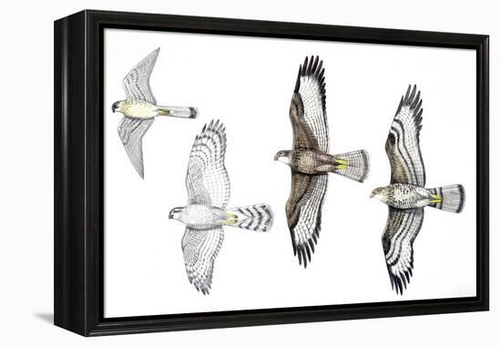 Birds: Common Kestrel (Falconiformes-null-Framed Premier Image Canvas