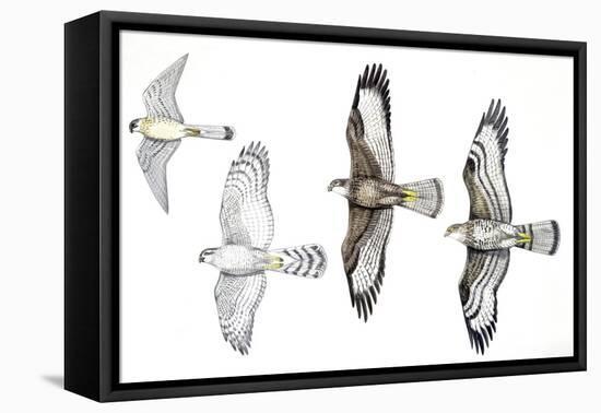 Birds: Common Kestrel (Falconiformes-null-Framed Premier Image Canvas