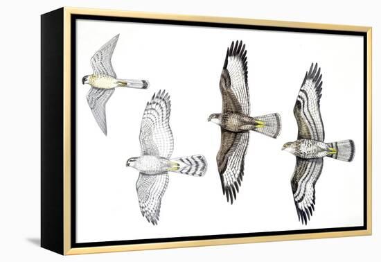 Birds: Common Kestrel (Falconiformes-null-Framed Premier Image Canvas