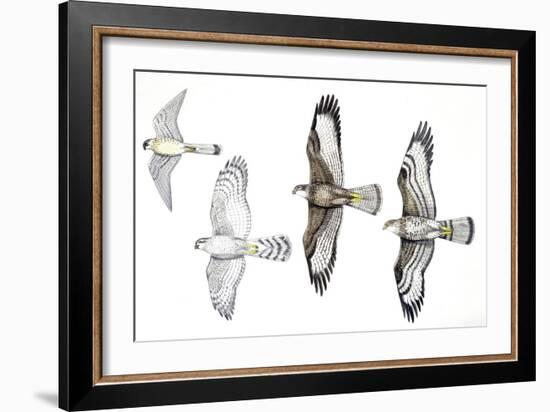 Birds: Common Kestrel (Falconiformes-null-Framed Giclee Print