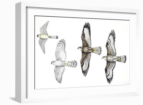 Birds: Common Kestrel (Falconiformes-null-Framed Giclee Print