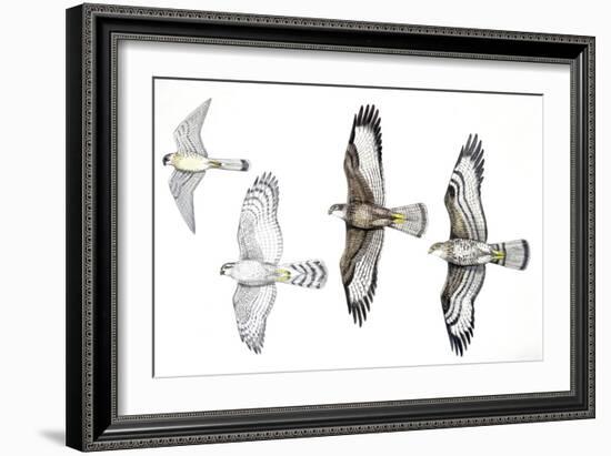 Birds: Common Kestrel (Falconiformes-null-Framed Giclee Print